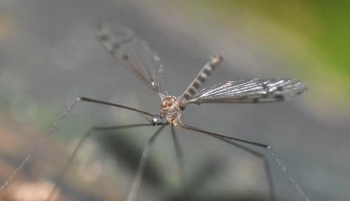 Achyrolimonia sp.